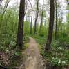 Lots of trilliums blooming along Iron Maidenhair trail in mid-May.