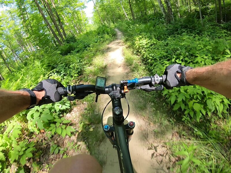 Shooting through the ferns.