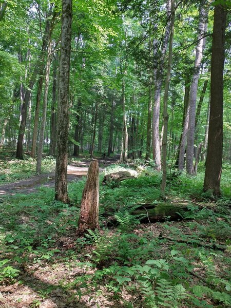 Red Trail from Lakeside Dr.