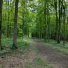 Looking down Green trail.