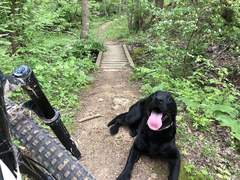 Small bridge in the ETSU Trail System.