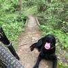 Small bridge in the ETSU Trail System.