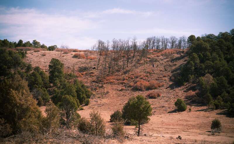 A burnt patch of trees in Rowe Mesa.