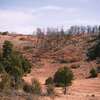 A burnt patch of trees in Rowe Mesa.