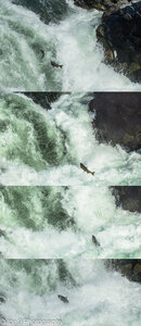 Salmon Leaping up Klickitat Falls - this is at the Hatchery, the trail runs right next to it. A prime Native American Fishing site. Best time is end Sept-Oct.