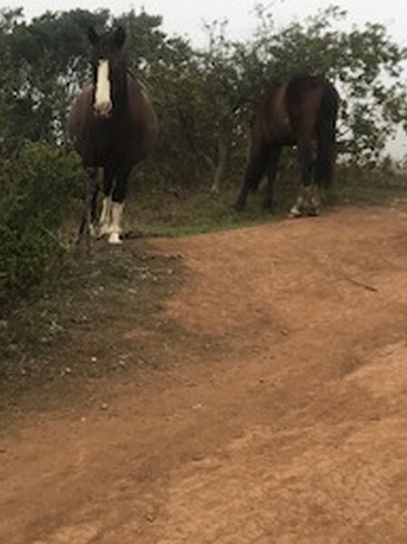 Some friends in the trail.