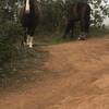 Some friends in the trail.