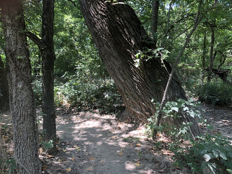 Huge trees along the trail.