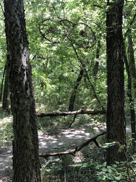 Trail art of a bike and spider web made of barbed wire.