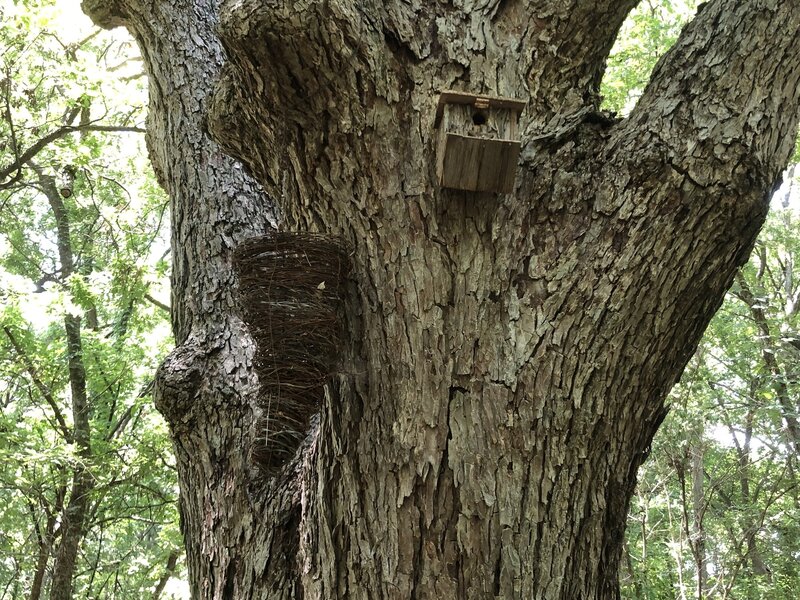 More trail art made out of barbed wire.