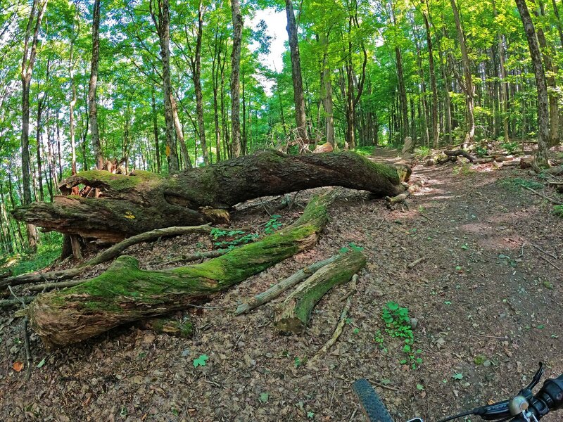 Large twisted fallen tree.