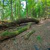 Large twisted fallen tree.