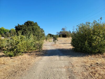 A few trees break up the straight flat doubletrack.