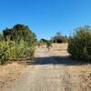 A few trees break up the straight flat doubletrack.