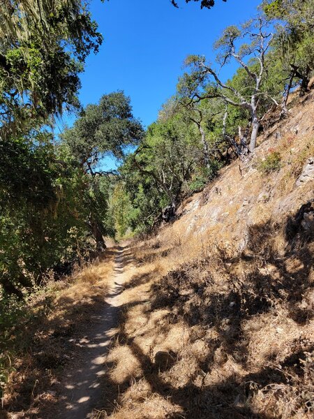 Sustained and easy descent as a reward for the steep earlier climb.  (Hike-a-Bike for us.)