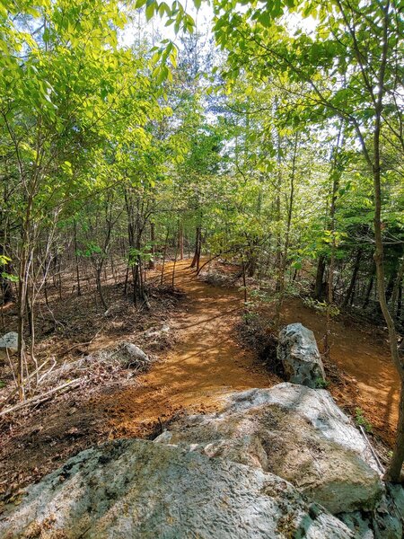 One of the fun technical trail features on Pemberton Trail.