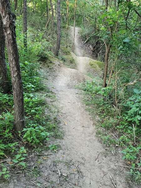 Comlara Coharie Pass. Good up and down singletrack with a few wood obstacles.