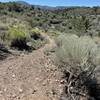 A mix of desert and mountain vegetation.