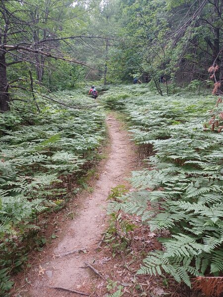 Through the ferns.