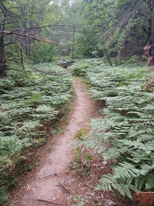 Through the ferns.