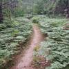 Through the ferns.