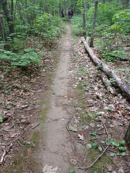 More trail.