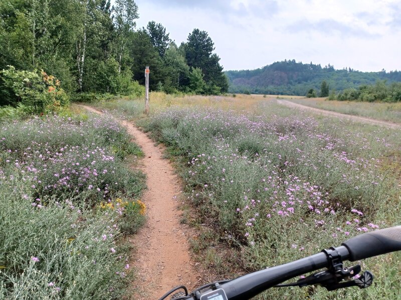 Flower field.