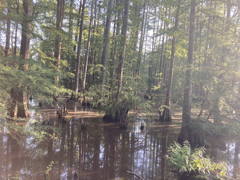 Cypress Trees along the Tar River Greenway