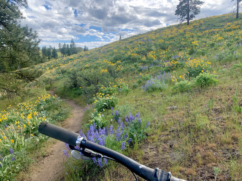 Spring wildflowers are everywhere!