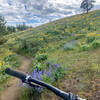 Spring wildflowers are everywhere!