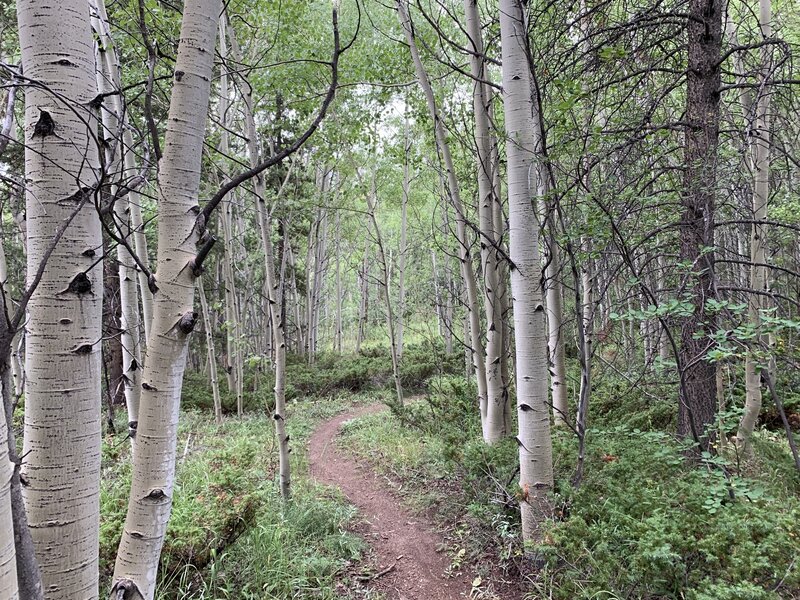 Nice aspen groves and junipers at the top of Salad Bowl.