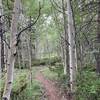 Nice aspen groves and junipers at the top of Salad Bowl.