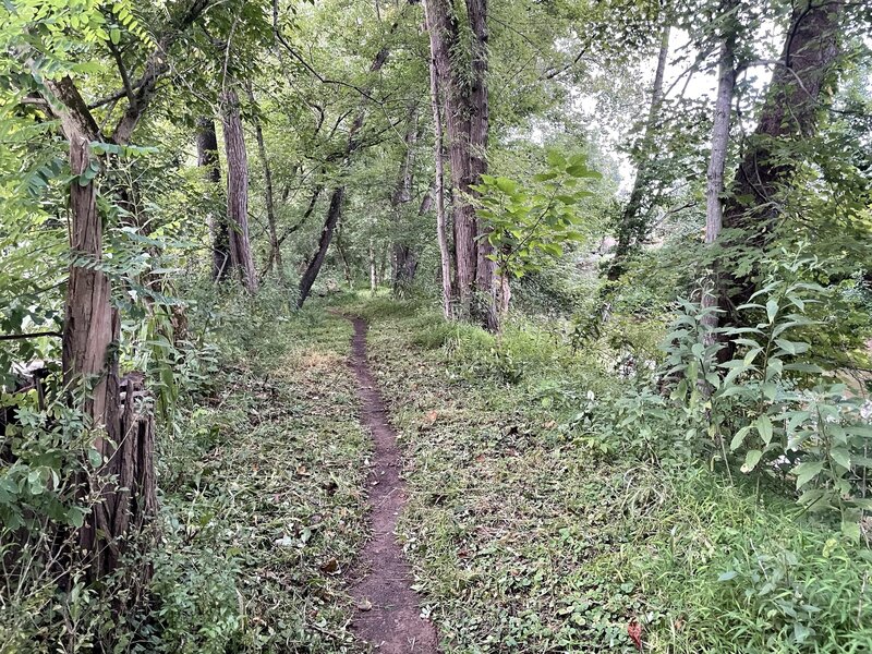 Trail freshly weed-eated.