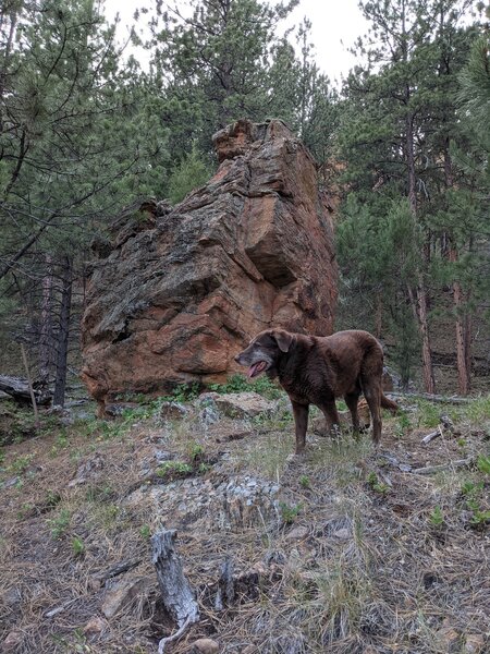 Tog the trail dog, checking out the trail around the big rock