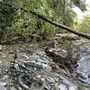 Going East on South MIlls River trail, between Wagon Gap and Pounding Mt. Note the elevation from log to river.