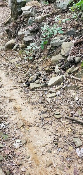 Timber Rattlesnake