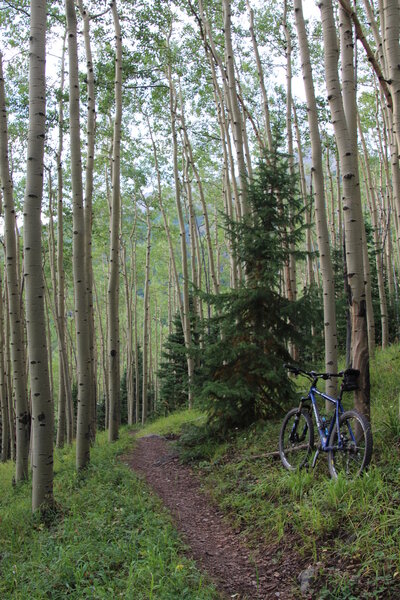 Serene aspens on Deep Creek Trail