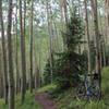 Serene aspens on Deep Creek Trail