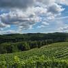 View from the top of the vinyard