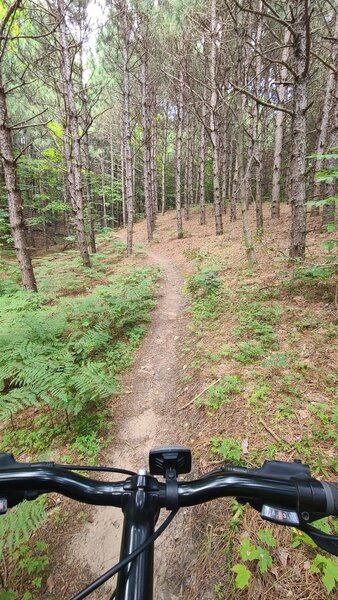 Great forest trails