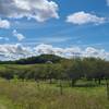 Orchards near the top of the vineyard trail