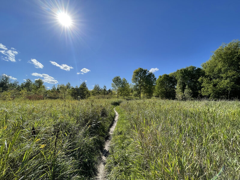 Well maintained singletrack