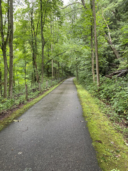 Greenwa Trail - Tree Lined