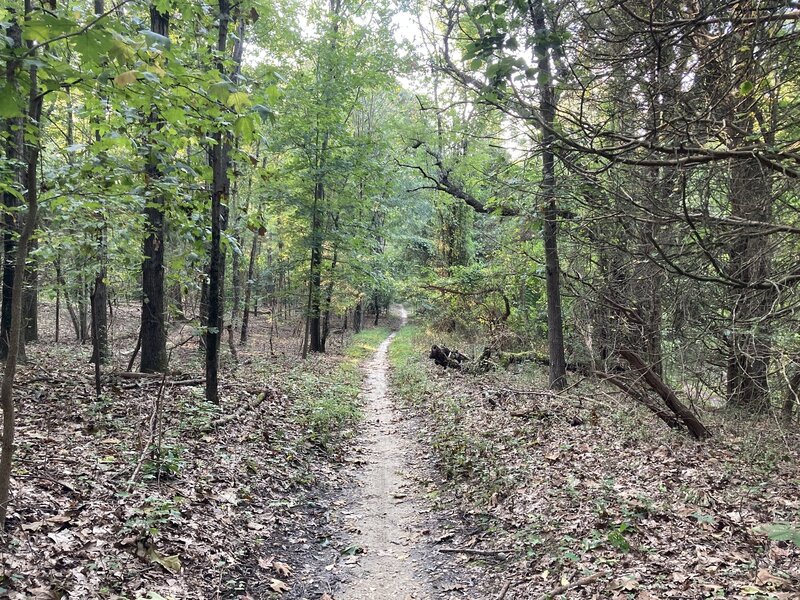 White sand forest trail, typical of the area.