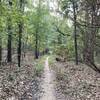 White sand forest trail, typical of the area.