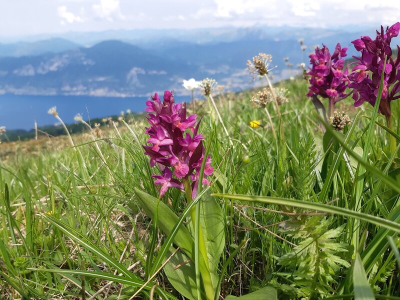 Flowers "Fiori" beside the ridge "Cresta di Naole"