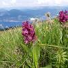 Flowers "Fiori" beside the ridge "Cresta di Naole"