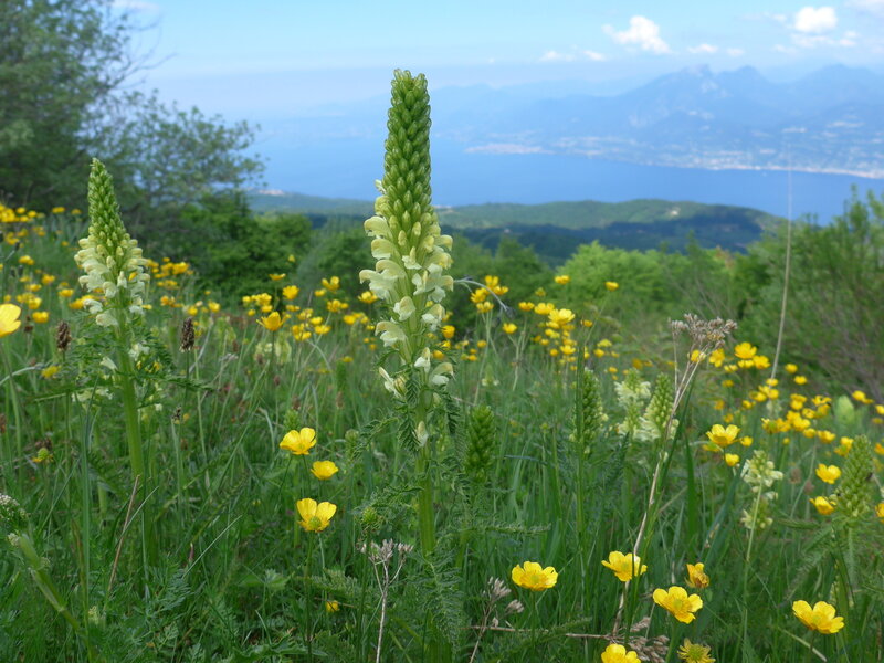 Beside the trails: meadows, full of flowers high above Lago di Garda