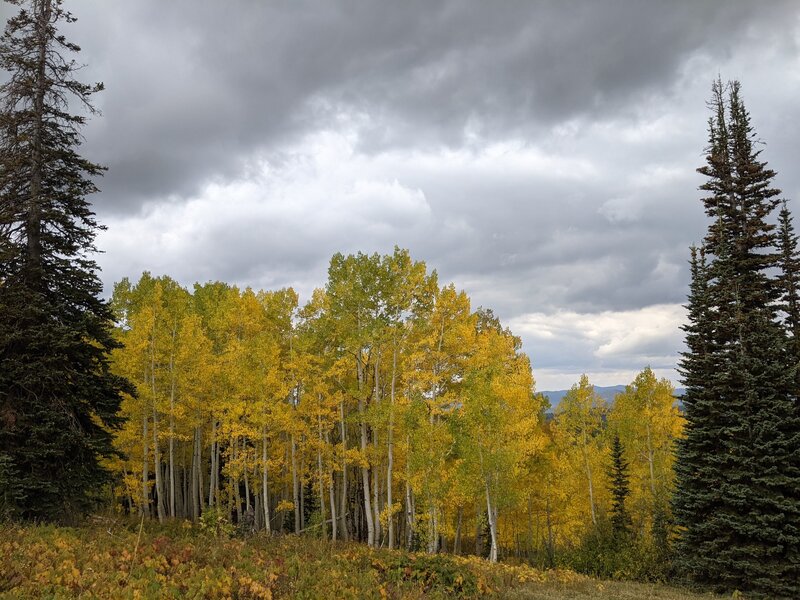 Beautiful aspen trees in the fall during a ride on Flash of Gold.