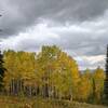 Beautiful aspen trees in the fall during a ride on Flash of Gold.